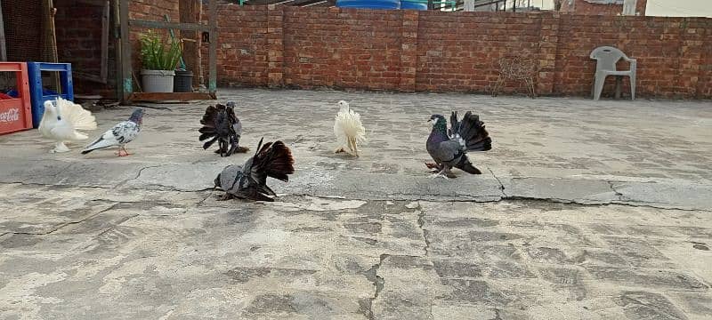 Fantail for sale home breed Health and active pigeons 18