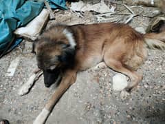 Afghan Shepherd Security Dog