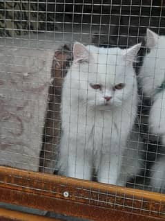 white Persian cat