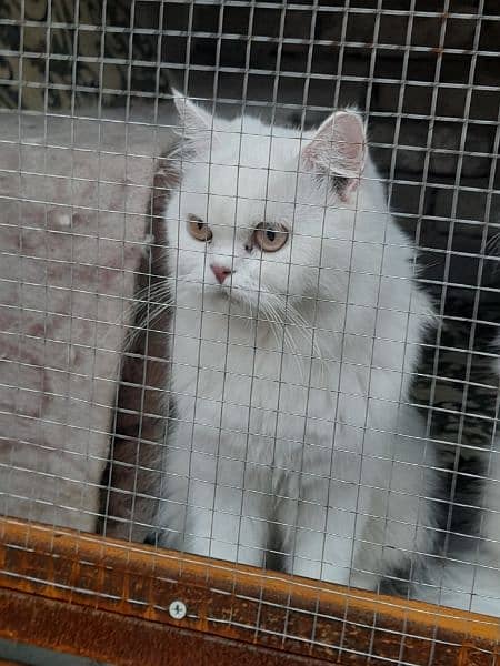 white Persian cat 1