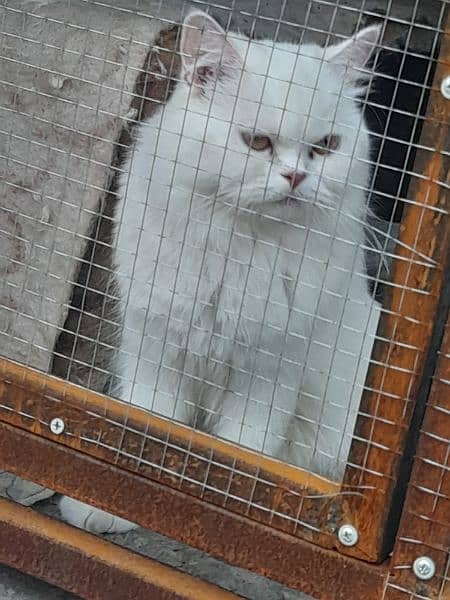 white Persian cat 2