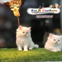 Persian cat / kittens / tripples coated  for sale in Faisalabad