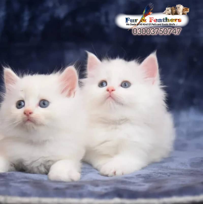 Persian cat / kittens / tripples coated  for sale in Faisalabad 1