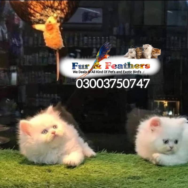 Persian cat / kittens / tripples coated  for sale in Faisalabad 2