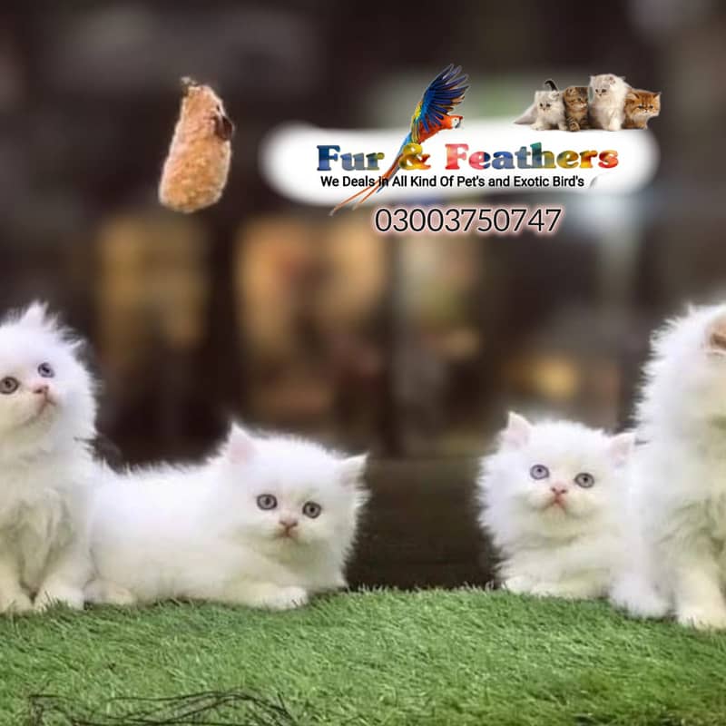 Persian cat / kittens / tripples coated  for sale in Faisalabad 3