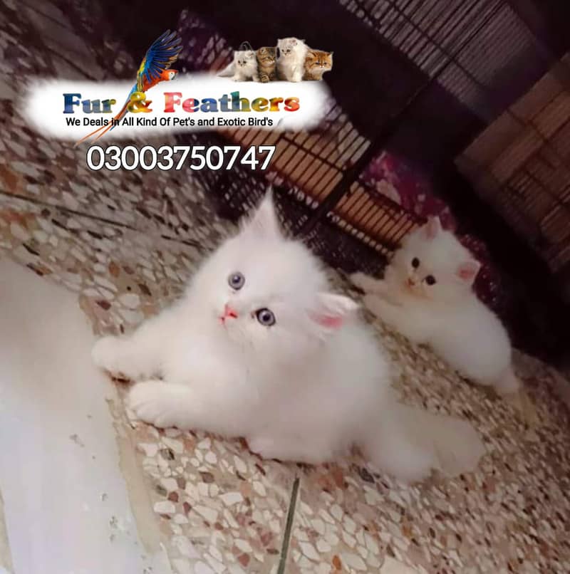 Persian cat / kittens / tripples coated  for sale in Faisalabad 4