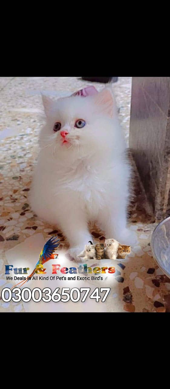 Persian cat / kittens / tripples coated  for sale in Faisalabad 5