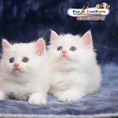 Persian cat / kittens / tripples coated  for sale in Faisalabad 0