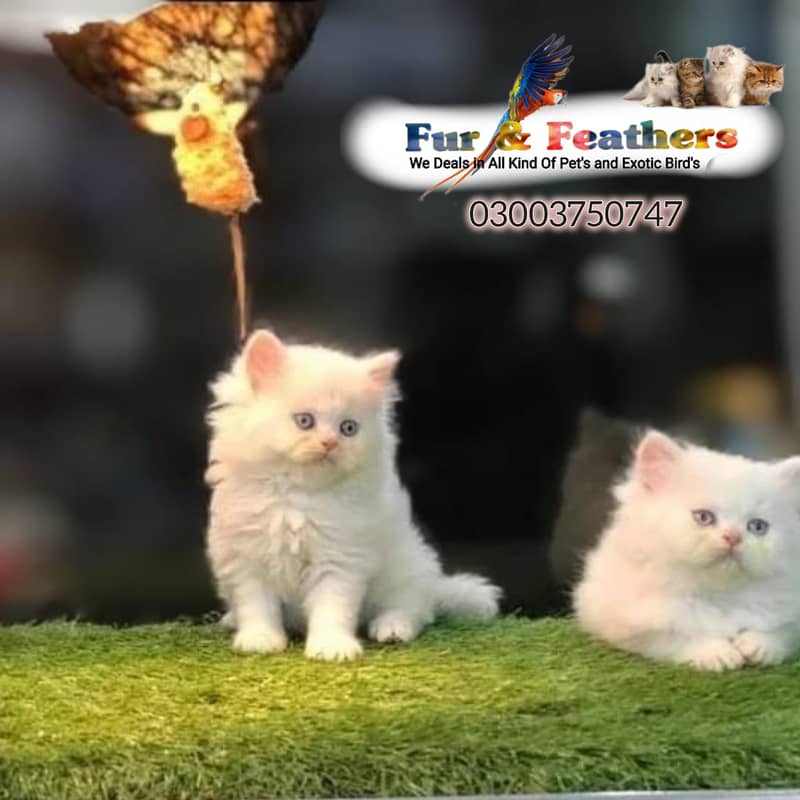 Persian cat / kittens / tripples coated  for sale in Faisalabad 5