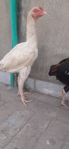 pure aseel high quality murga, murgi chicks available