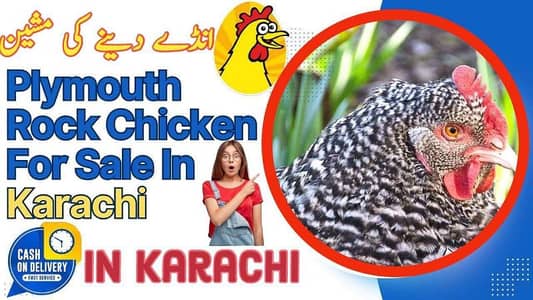Plymouth rock chicken for sale in karachi