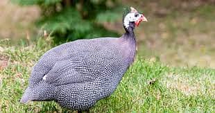 Guinea fowl