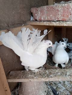 lakka pigeon pair