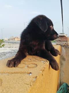 German shepherd black