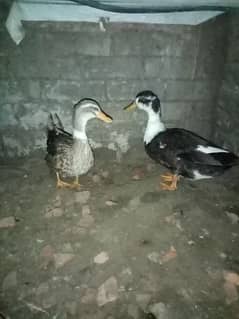 Ducks pair laying eggs