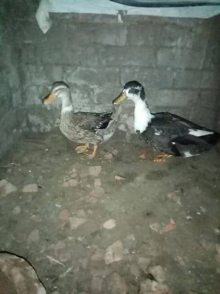 Ducks pair laying eggs 1