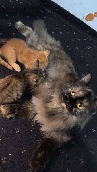 persian cat with  2 kittens 0