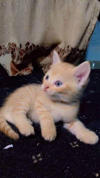 persian cat with  2 kittens 5