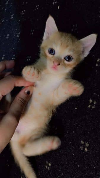 persian cat with  2 kittens 6