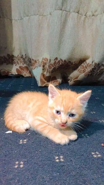 persian cat with  2 kittens 7