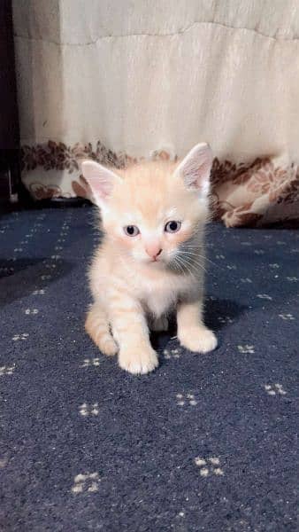 persian cat with  2 kittens 9