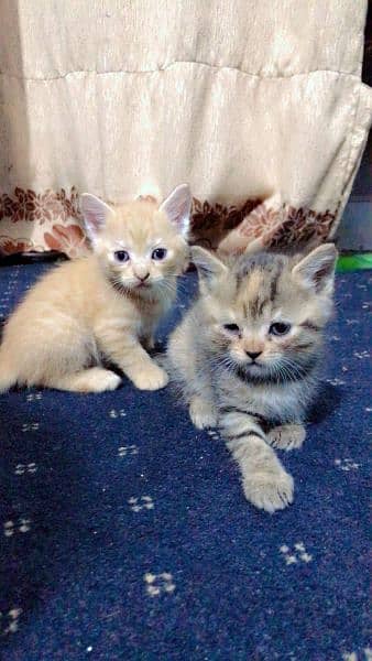 persian cat with  2 kittens 10