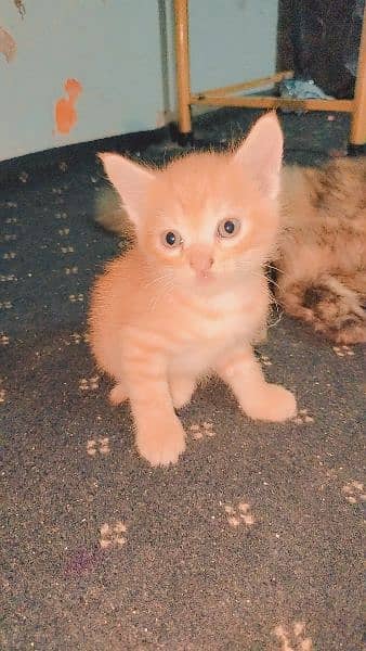 persian cat with  2 kittens 14