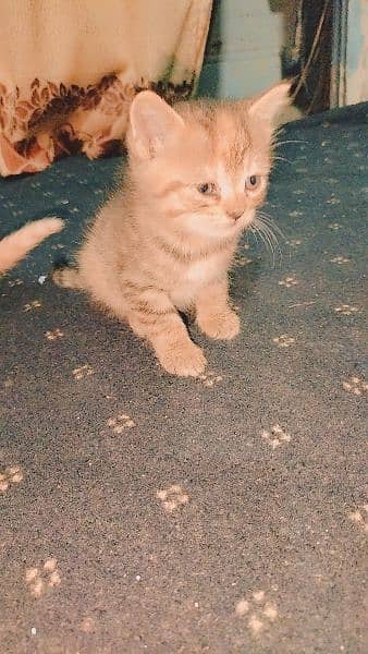 persian cat with  2 kittens 15