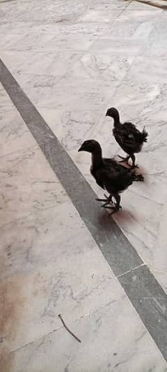 Two  ayam cemani black tongue age 1 month 3000 per piece price 0