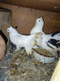 laka pair, qawli pair with baby , 1single pigeon for sale 0