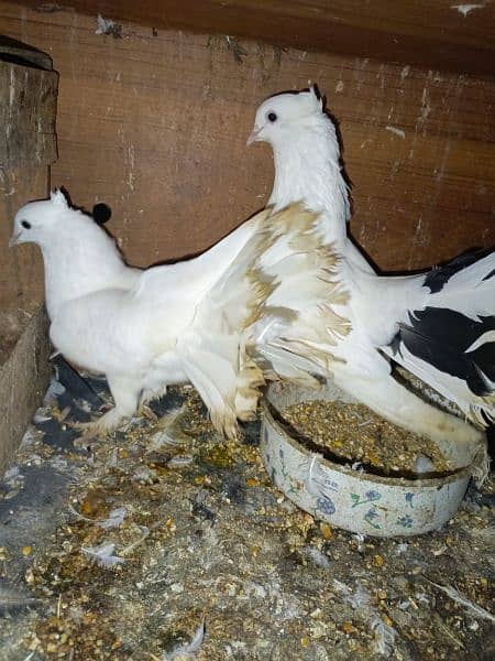 laka pair, qawli pair with baby , 1single pigeon for sale 1