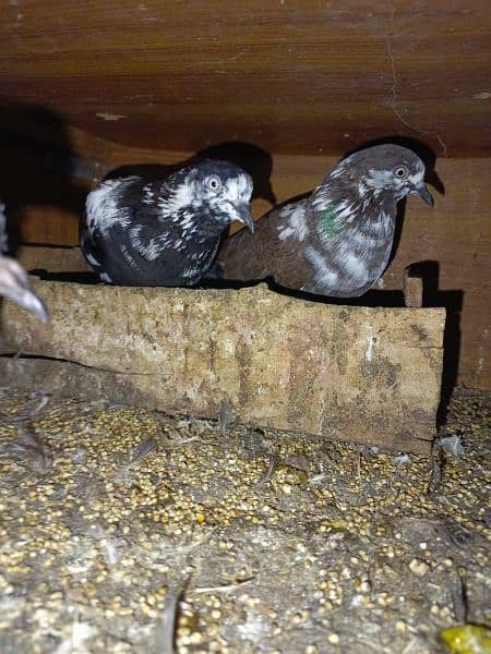 laka pair, qawli pair with baby , 1single pigeon for sale 2