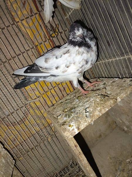 laka pair, qawli pair with baby , 1single pigeon for sale 3