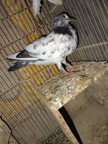 laka pair, qawli pair with baby , 1single pigeon for sale 4