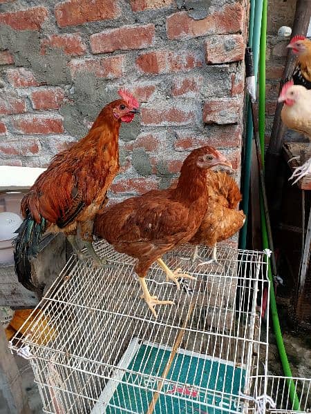 Desi 8 Hens 10