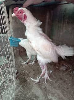 Aseel Heera/hera ,Mianwali Murgha/murga murghi hens 03102934203