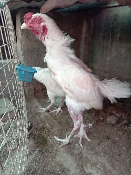 Aseel Heera/hera ,Mianwali Murgha/murga murghi hens 03102934203 2