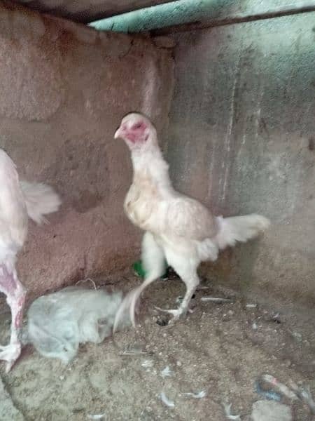 Aseel Heera/hera ,Mianwali Murgha/murga murghi hens 03102934203 5