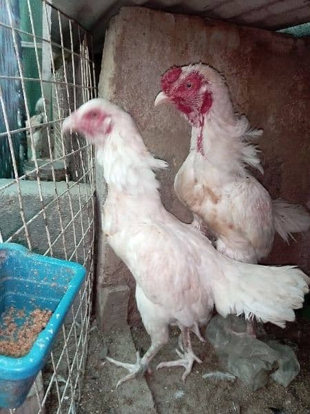 Aseel Heera/hera ,Mianwali Murgha/murga murghi hens 03102934203 8