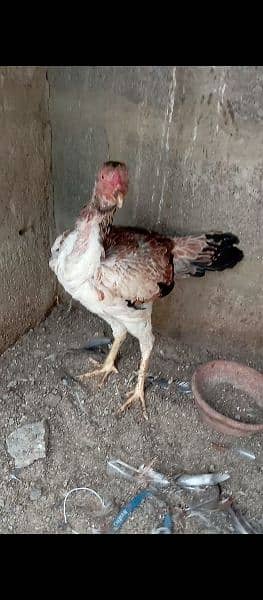 Aseel Heera/hera ,Mianwali Murgha/murga murghi hens 03102934203 9