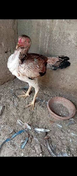 Aseel Heera/hera ,Mianwali Murgha/murga murghi hens 03102934203 10