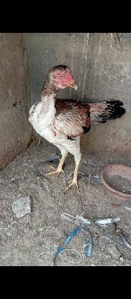 Aseel Heera/hera ,Mianwali Murgha/murga murghi hens 03102934203 11