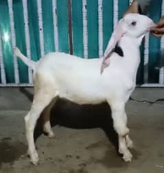 Rajanpuri Goat Kids