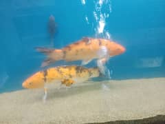 Japanese Koi breeder large size pair