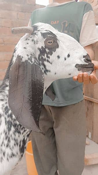 Makhi Cheeni / Goat / Bakra/ Baakri for sale 8