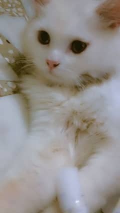 Persian Cat /phone number 03194784926