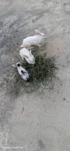 Rabbit pair full active & healthy