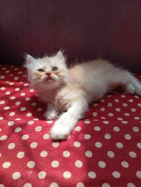 Persian kitten 0