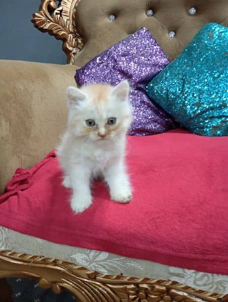 Persian kitten 1