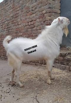 Bakri | teddy Bakra| Breader teda Bakra for sale | Goat For Sale